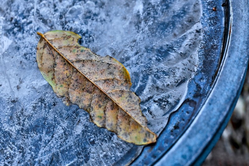 First Frost