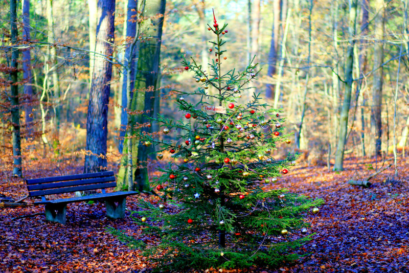 Forest Christmas