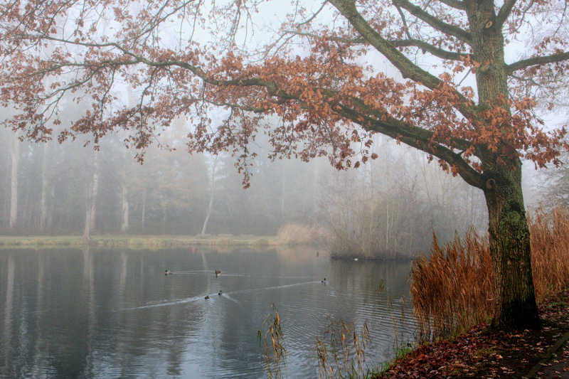 Foggy Duck Pond