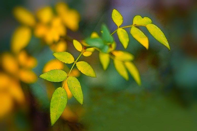 Rose Leaves are Fading