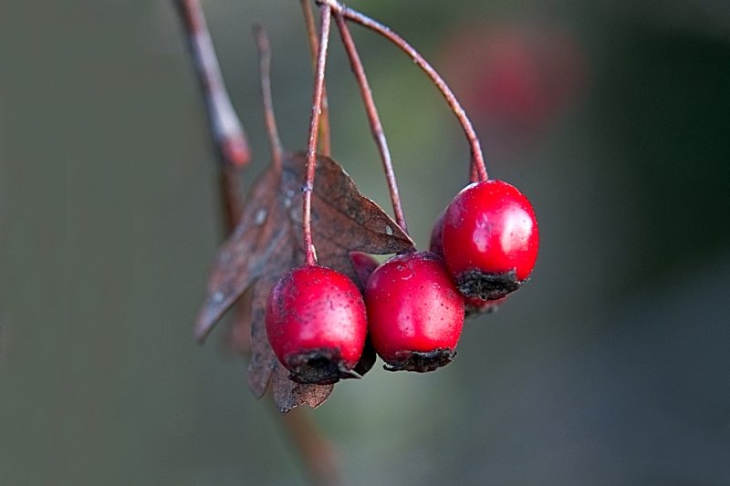 Rose Hips