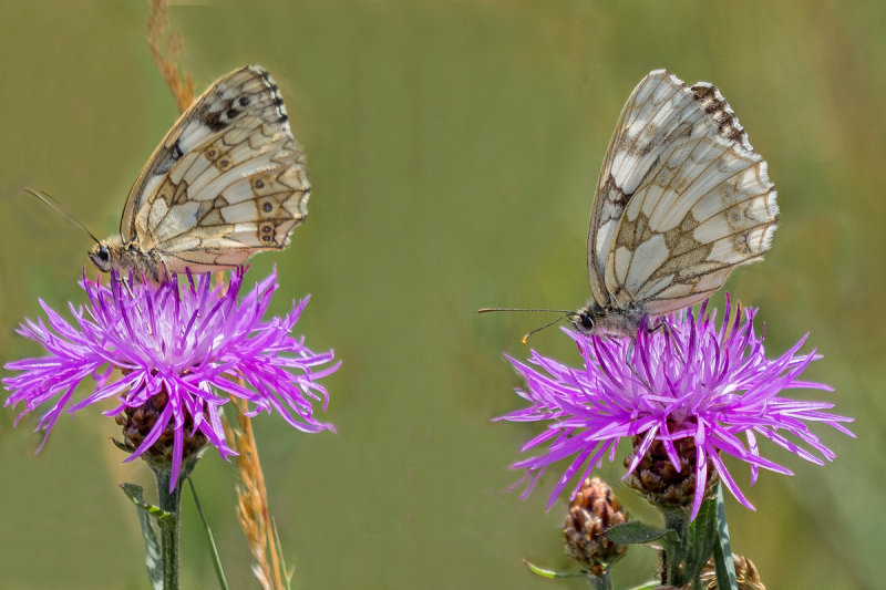 Marbled Whites  in the field  1200   2.jpg