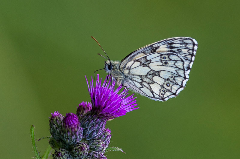 Marbled  White (Male)