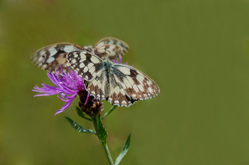 Marbled Whites in the Field