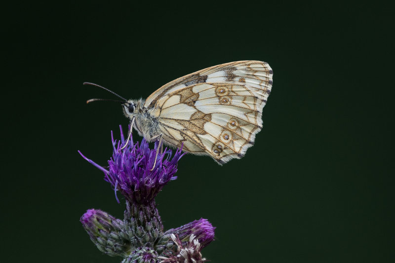 Marbled  White (female)   on Thistle   