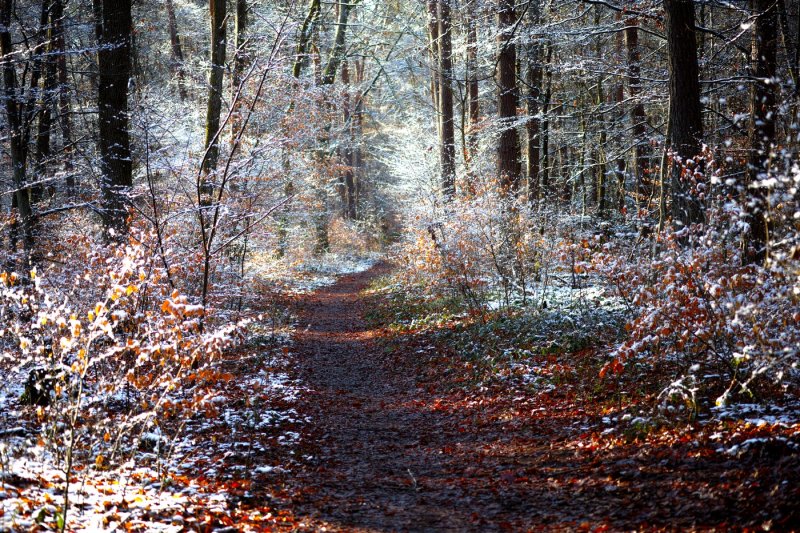 Cold Trail Walk