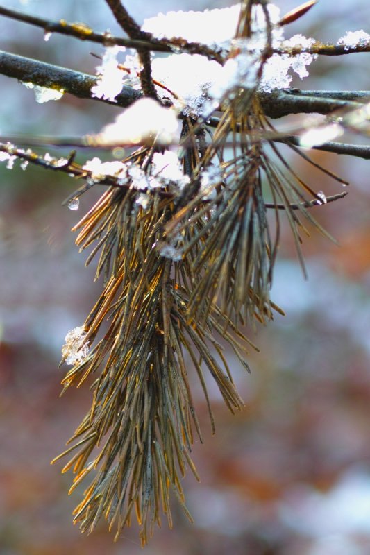 Pine with Ice