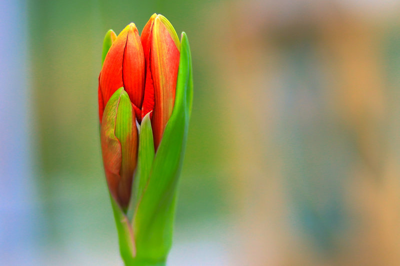 Amaryllis Bud