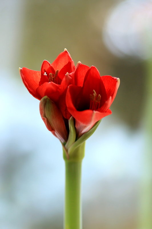 Amaryllis Opening Up