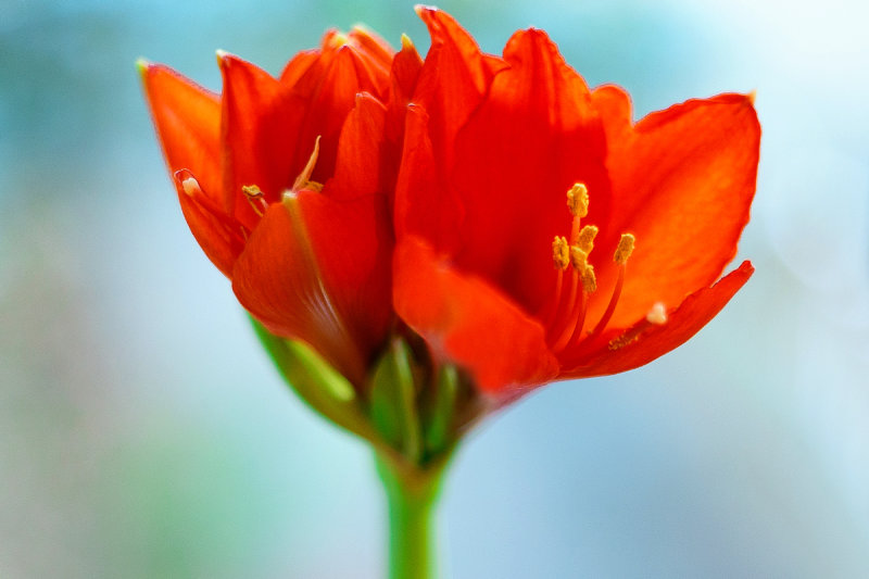 Still Blooming
