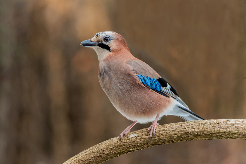 Eurasian Jay- (Garrulus glandarius/Eichelhaeher)