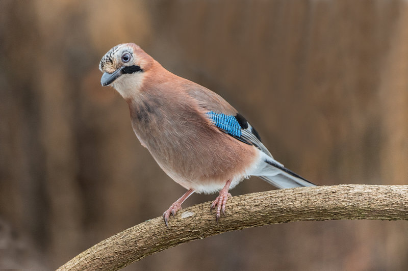 Eurasian Jay- (Garrulus glandarius/Eichelhaeher)