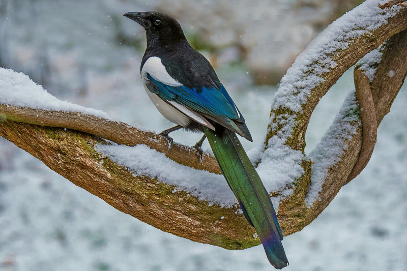 Eurasian Magpie