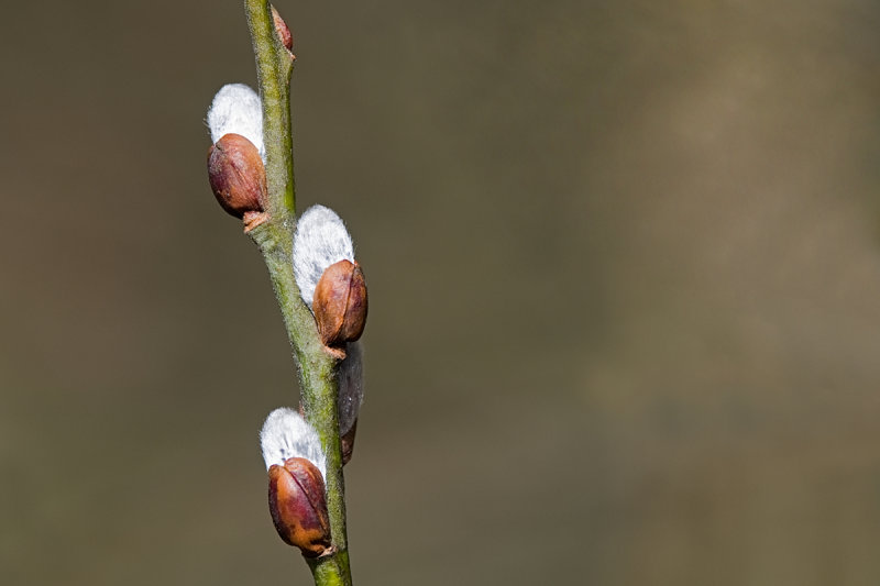 Pussy Willow