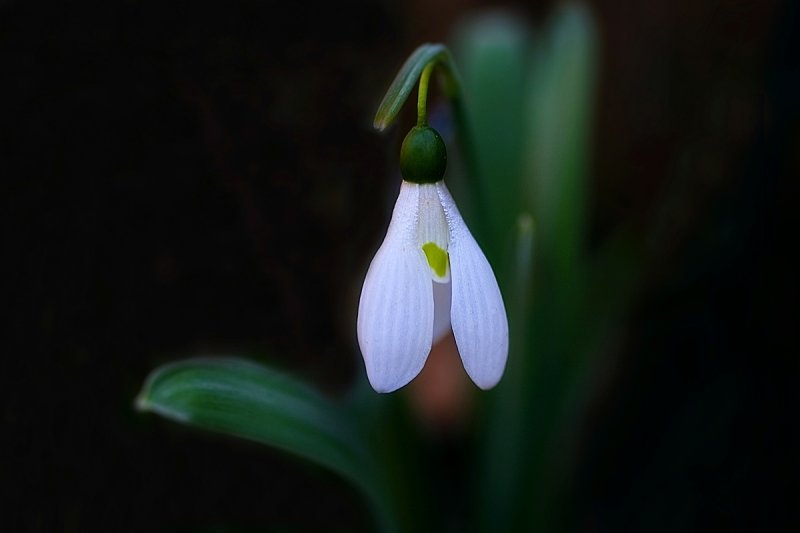 Snowdrop 