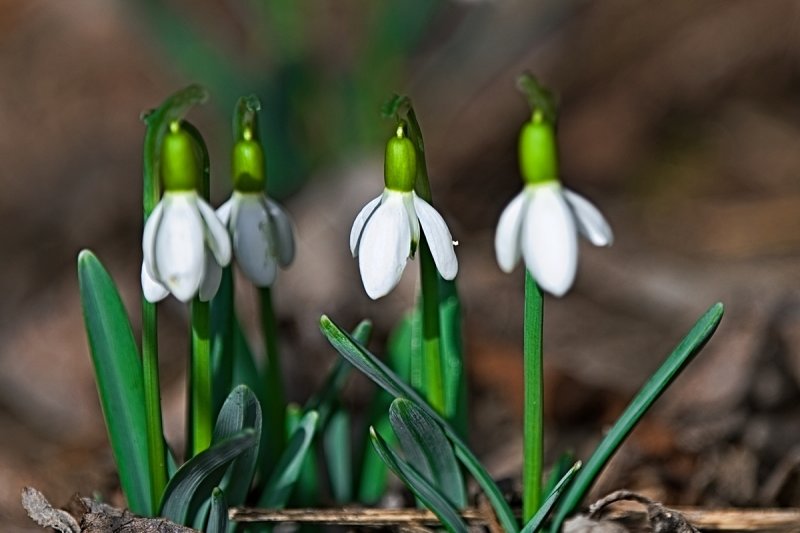 Snowdrops