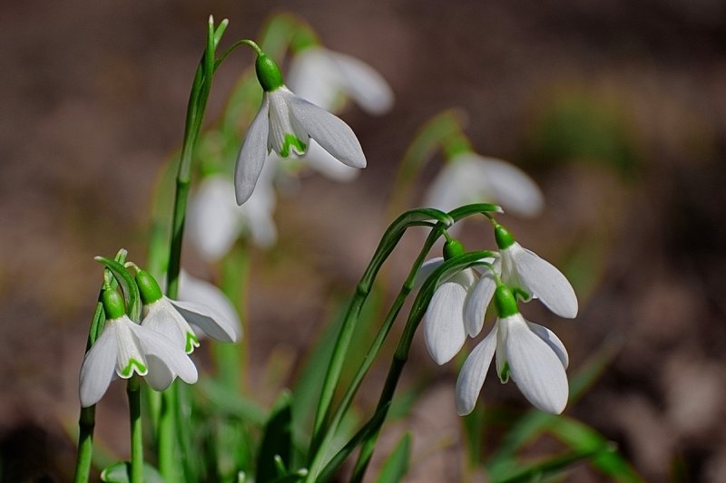 Snowdrops