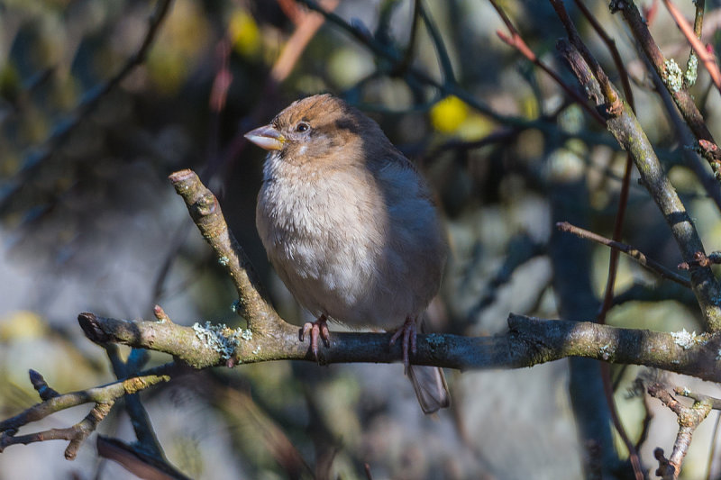 Sunning in the Apple Tree