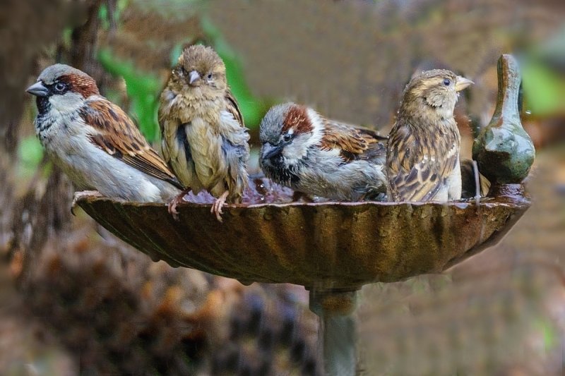 Backyard Spa