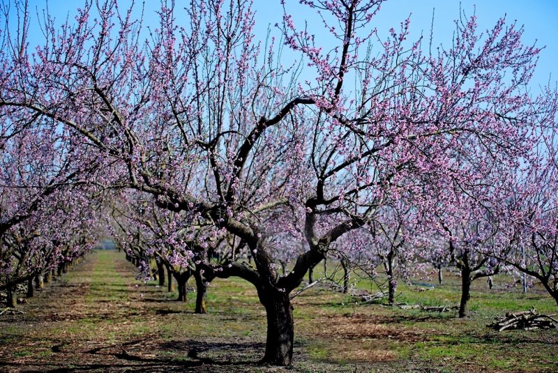 Almond Orchard in March