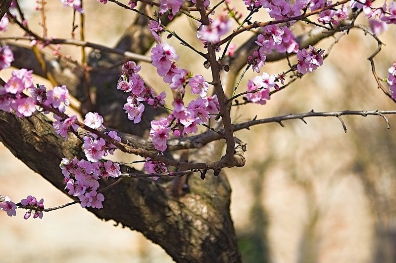 Old  Almond Tree in Bloom