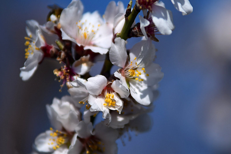 Almond Blossoms