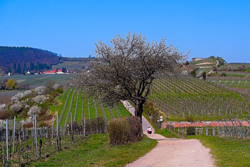 Walk in the Vineyard in Spring