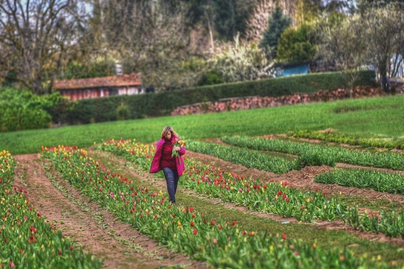 Tulip Field for Self-Cutting
