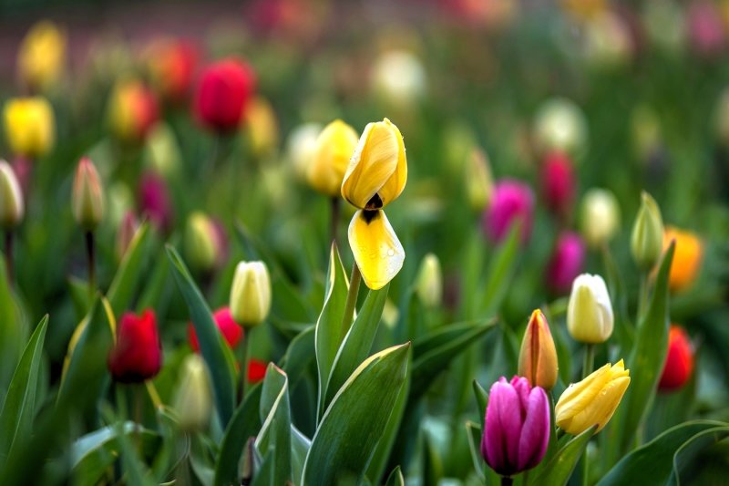 Tulip Field 
