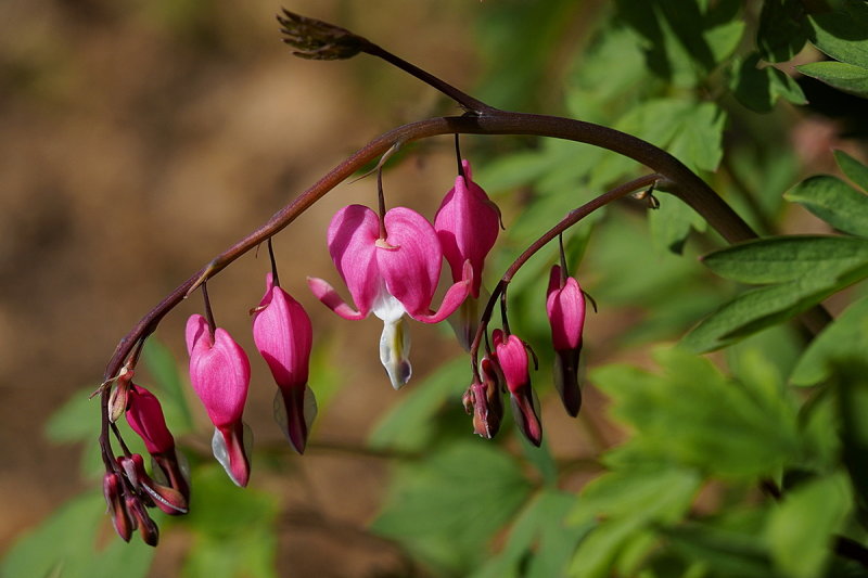 Asian bleeding-heart