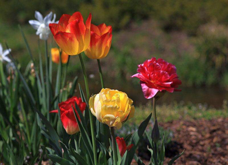 Tulips in the Park