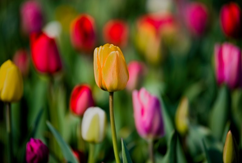 Color Palette in the Tulip Field