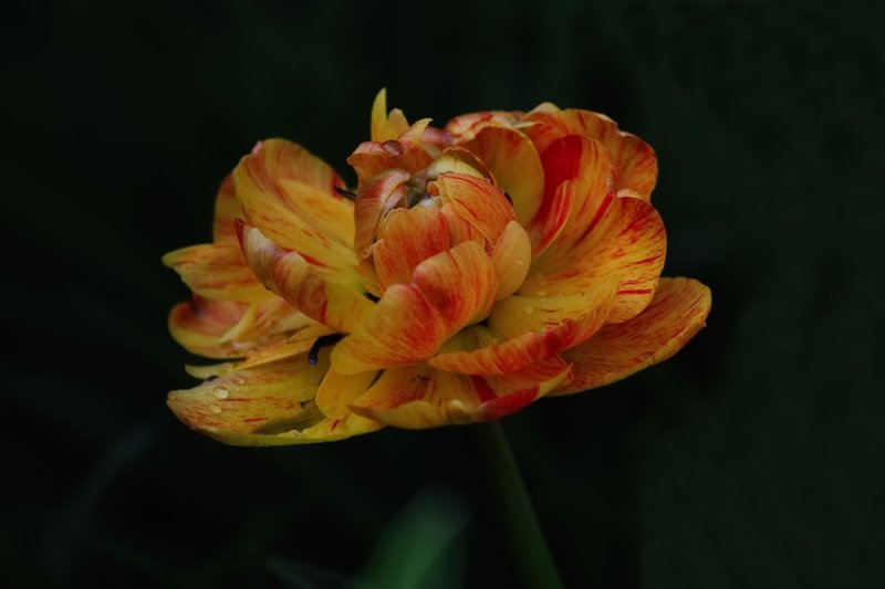 Tulip that looks like a Rose