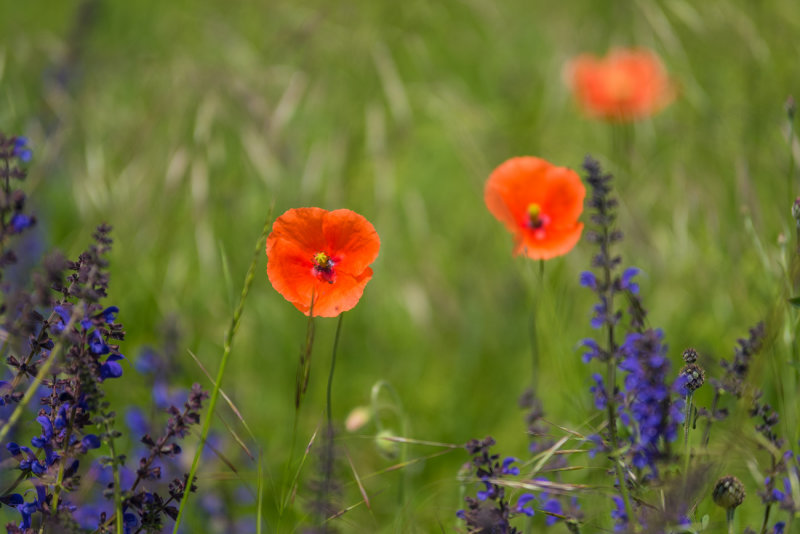 Wild Flowers at the Roadside