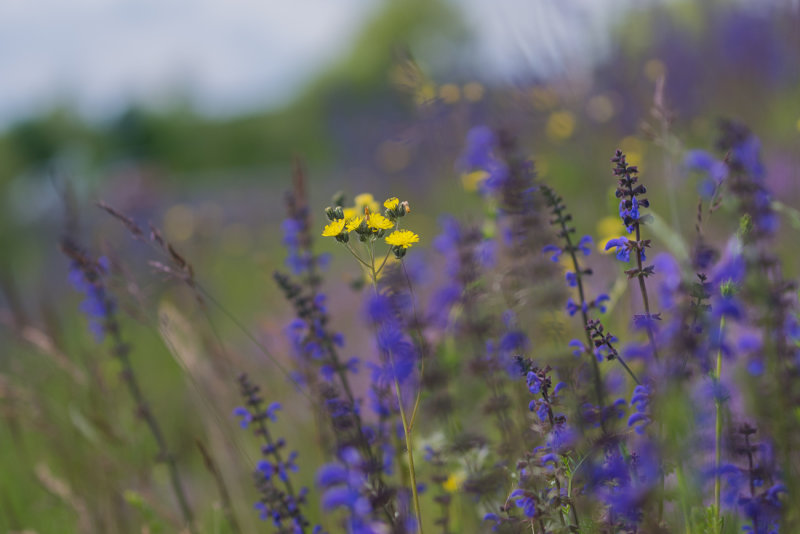 By the Roadside