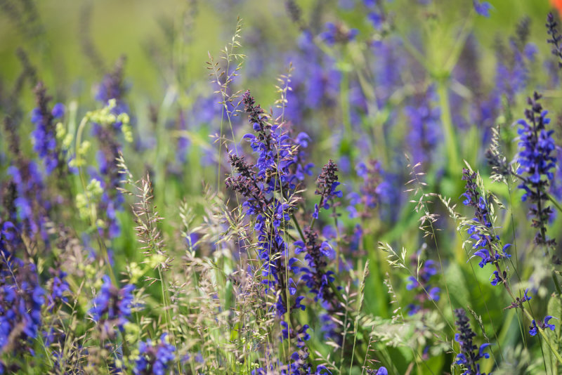 Field Sage