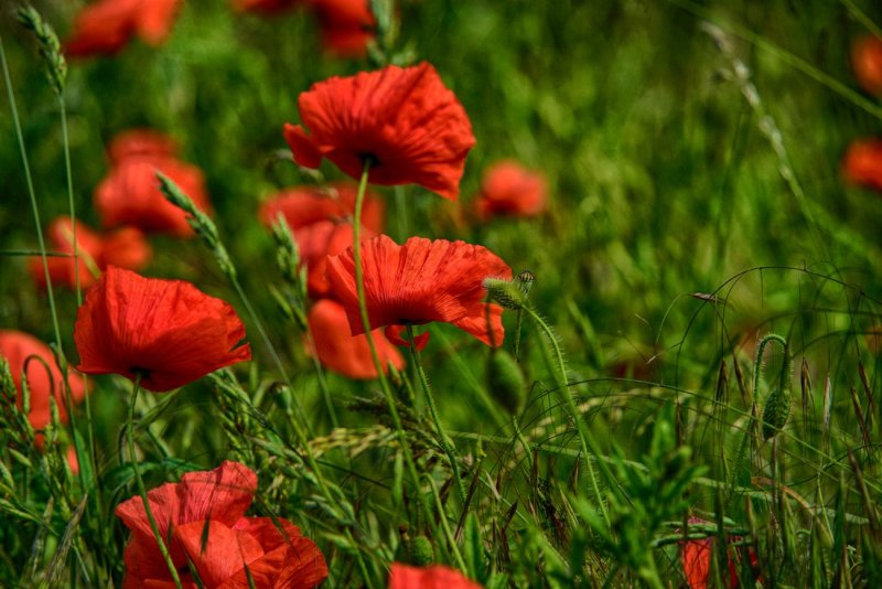 Poppies in the Field