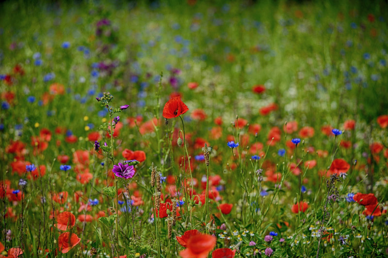 Wild Flower Field