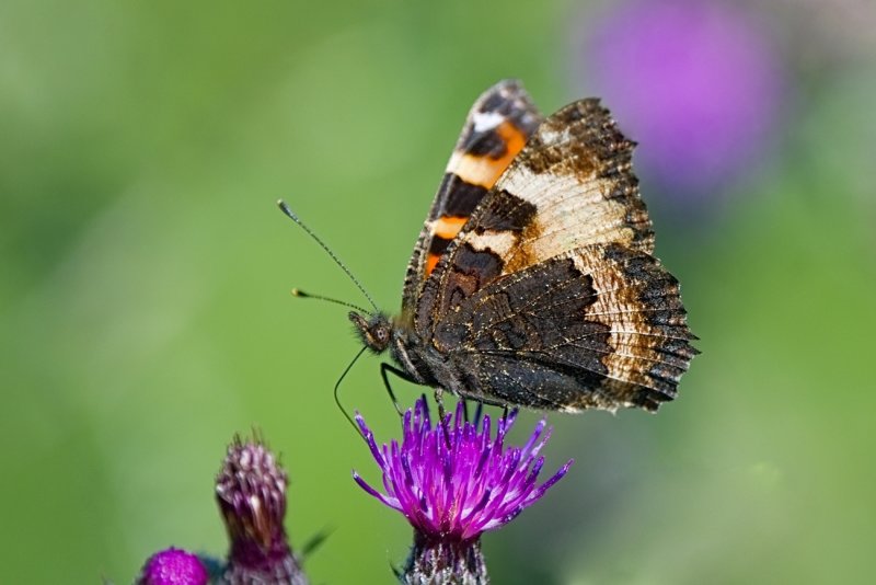 Small Tortoiseshell