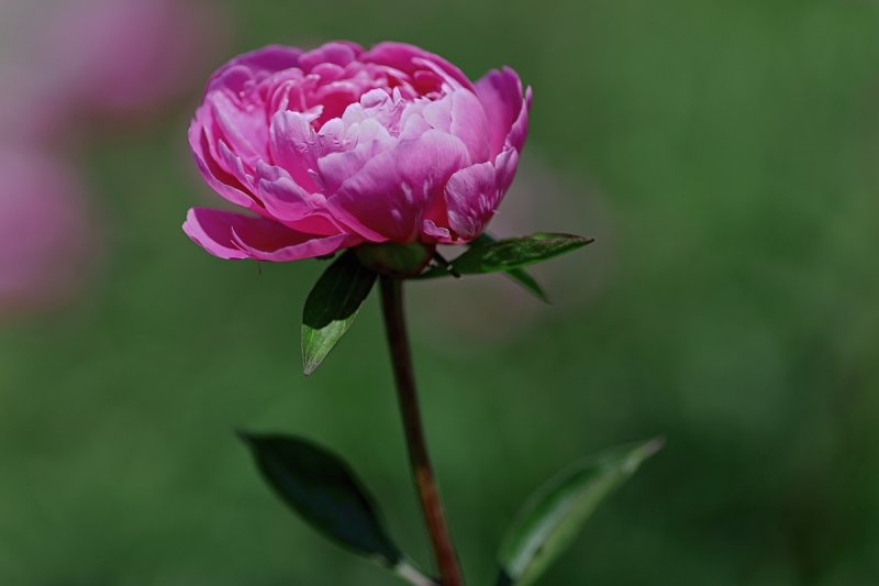 Peony