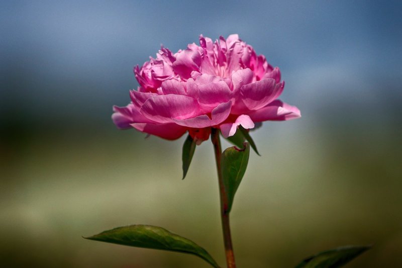 Peony 