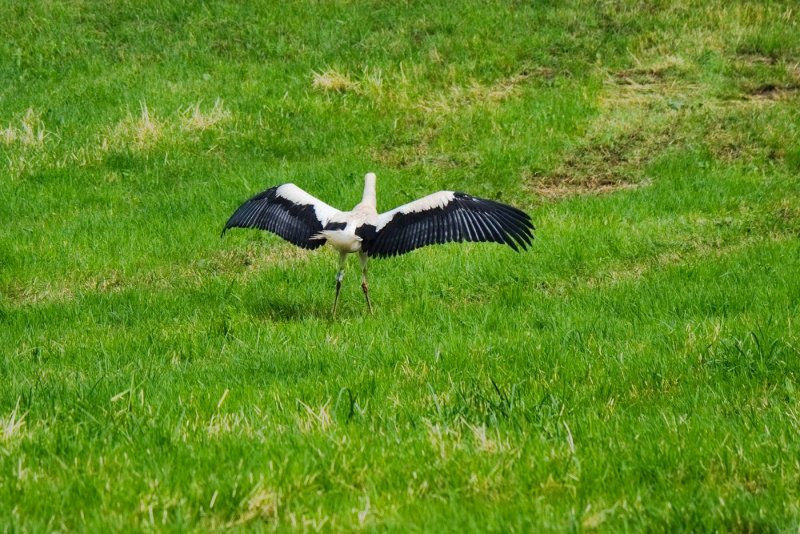 Landing in the Green Grass