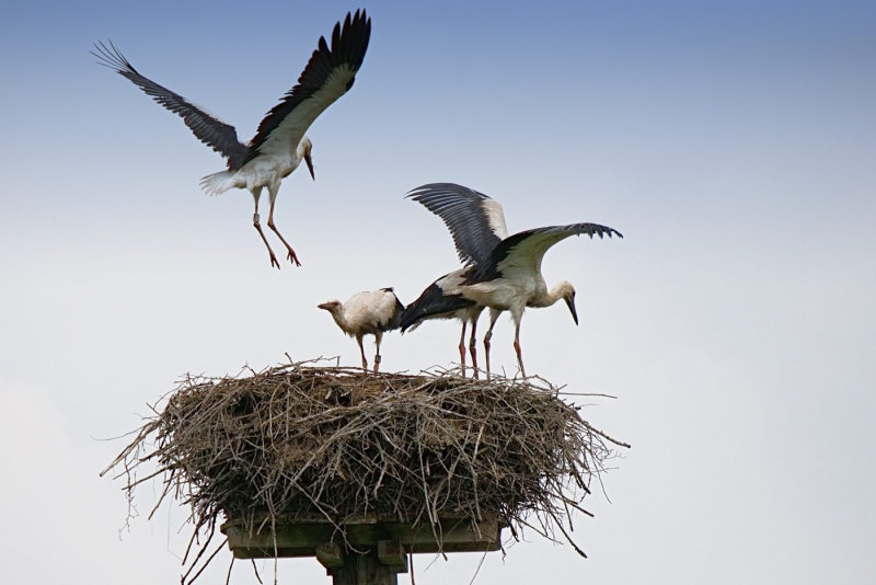 Fledging of the Young Storks