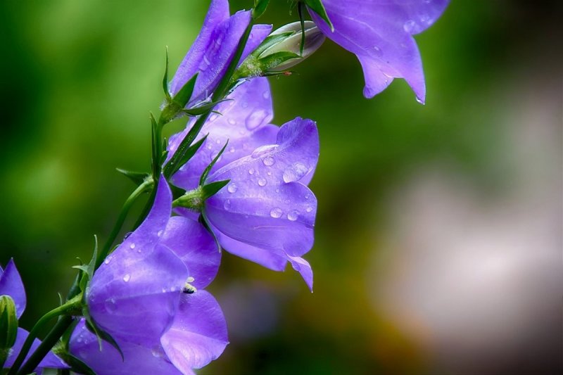 Peach-leaved Bellflower