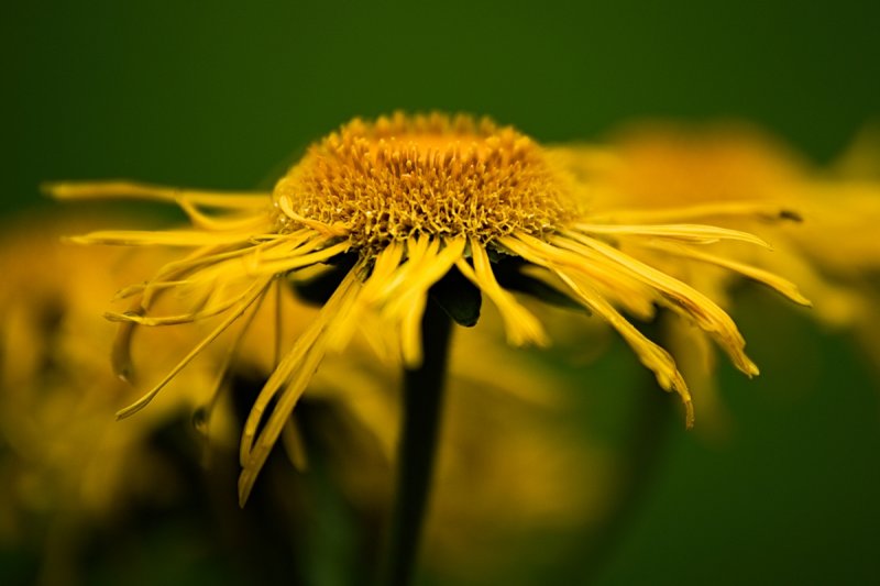 Giant Fleabane