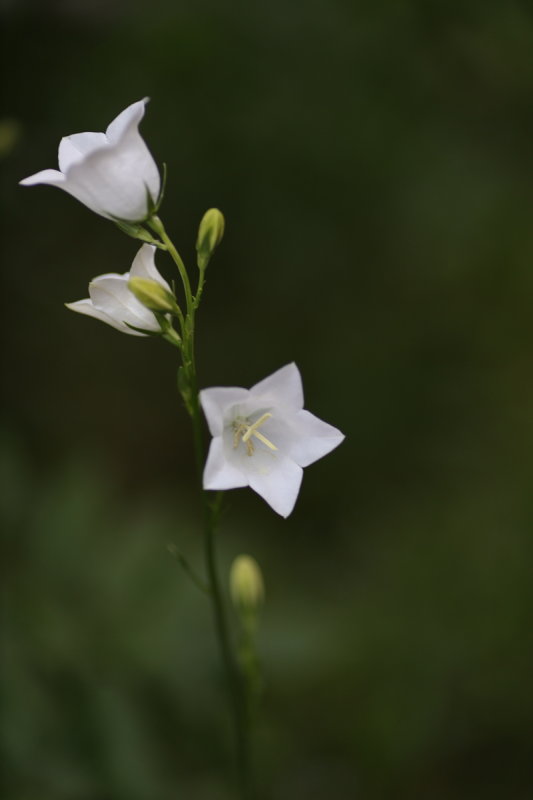 Peach-Leafed Bell Flower