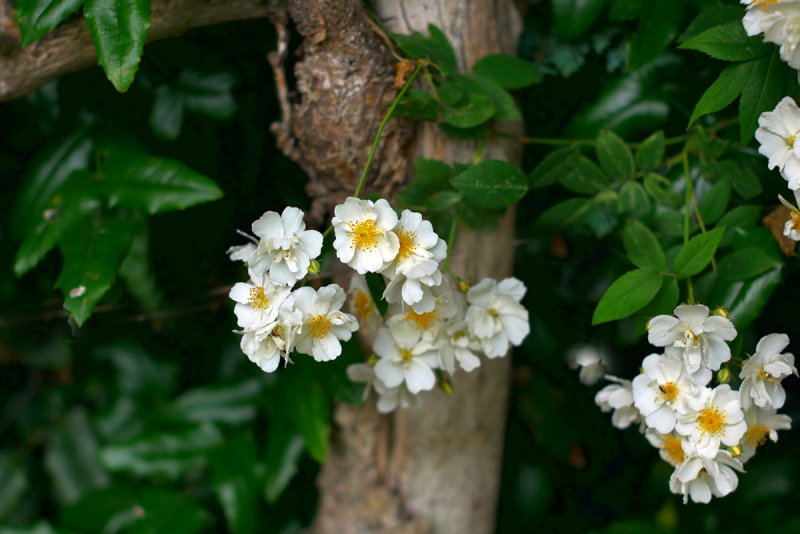 Rambler Roses