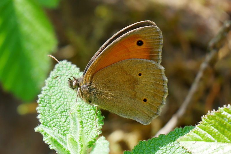 Meadow Brown 