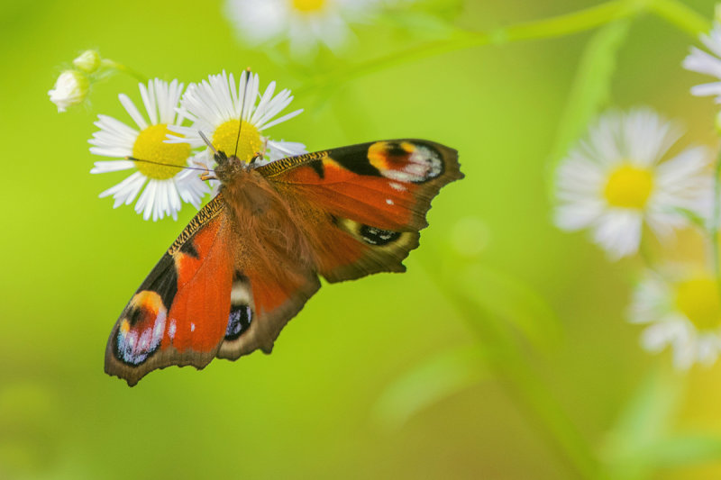 European Peacock 