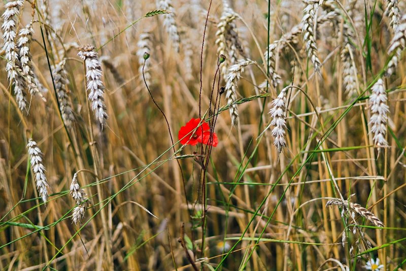 Hidden in the Barley